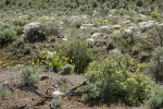 Bitterbrush, Showy Phlox, Arrowleaf Balsamroot among Big Sagebrush