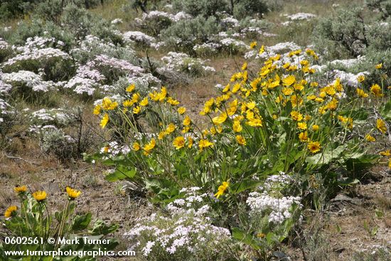 Balsamorhiza sagittata; Phlox speciosa; Artemisia tridentata