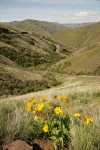 Rattlesnake Grade (WA 129) winds down to Grande Ronde valley, view south w/ Arrowleaf Balsamroot fgnd