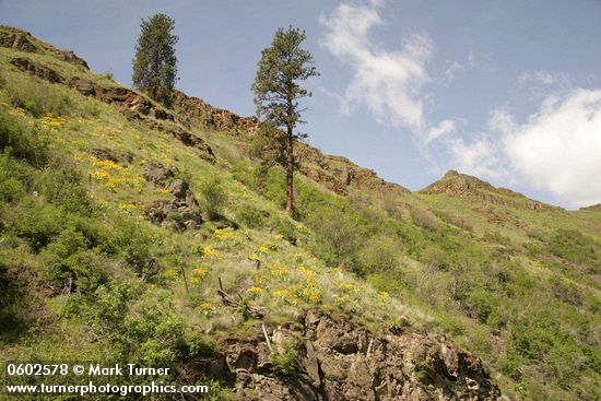 Pinus ponderosa; Balsamorhiza sagittata