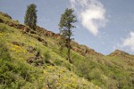 Ponderosa Pines & Arrowleaf Balsamroot on rocky slope in Grande Ronde valley