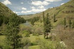 Ponderosa Pines along Grande Ronde R