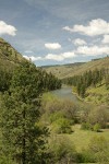Ponderosa Pines along Grande Ronde R