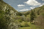 Serviceberry, Ponderosa Pines along Grande Ronde R