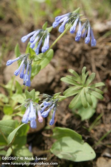 Mertensia longiflora
