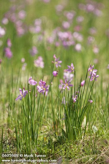 Olsynium douglasii