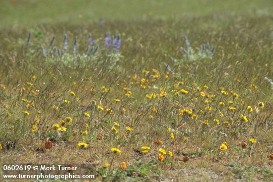 Balsamorhiza rosea; Lupinus sp.