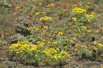 Narrowleaf Goldenweed, Rosy Balsamroot, Woolly-pod Milkvetch in lithosol plant community