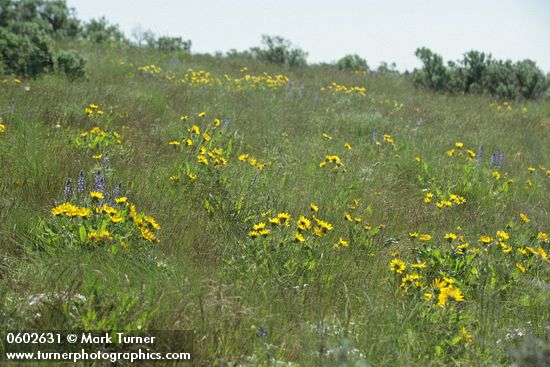Balsamorhiza careyana; Lupinus sp.