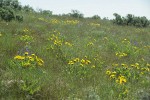 Carey's Balsamroot among grasses & Lupines