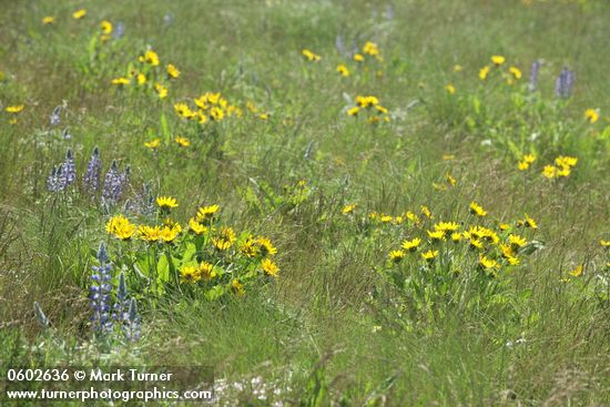Balsamorhiza careyana; Lupinus sp.