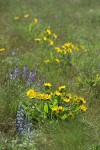 Carey's Balsamroot among grasses & Lupines
