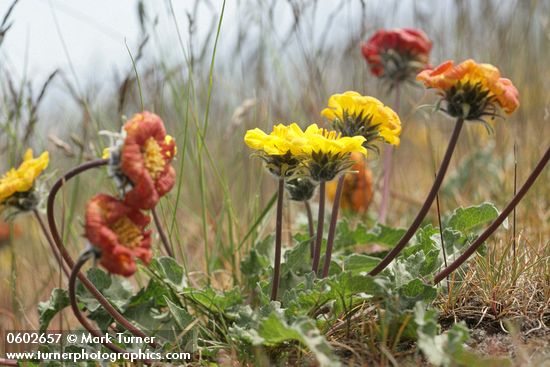 Balsamorhiza rosea