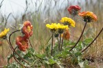 Rosy Balsamroot ground-level view