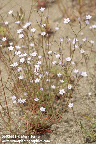 Gilia sinuata