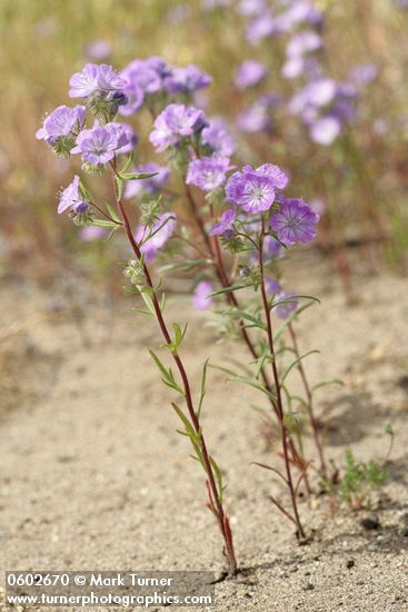 Phacelia linearis