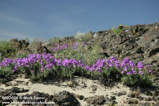 Penstemon gairdneri