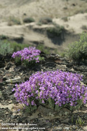 Penstemon gairdneri