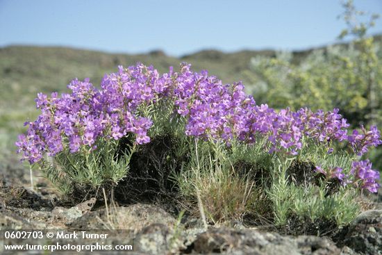 Penstemon gairdneri