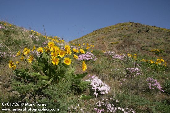 Balsamorhiza careyana; Phlox speciosa