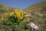 Carey's Balsamroot & Showy Phlox on rocky hillside