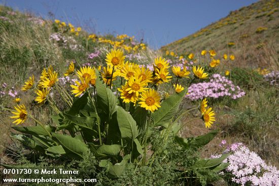 Balsamorhiza careyana; Phlox speciosa