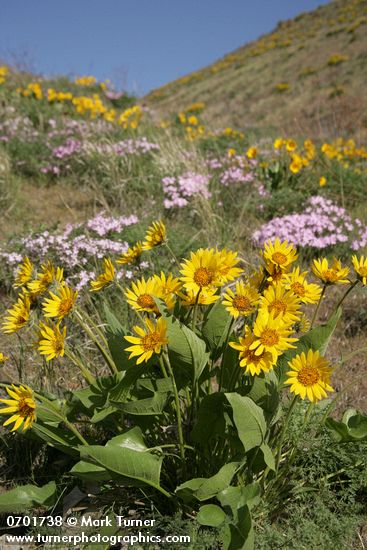 Balsamorhiza careyana; Phlox speciosa