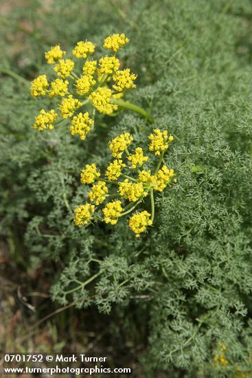 Lomatium grayi