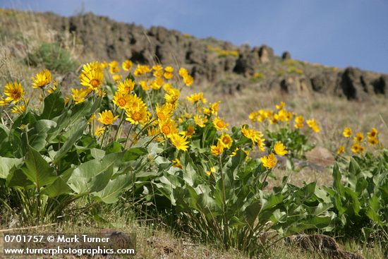 Balsamorhiza careyana
