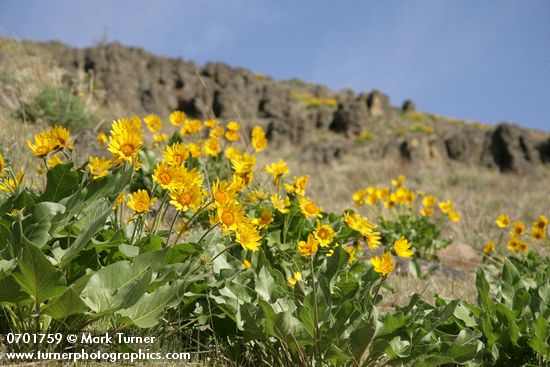 Balsamorhiza careyana