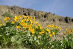 Carey's Balsamroot on hillside below basalt cliffs