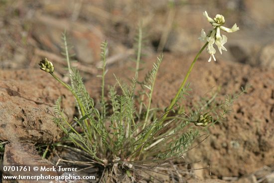Astragalus reventiformis