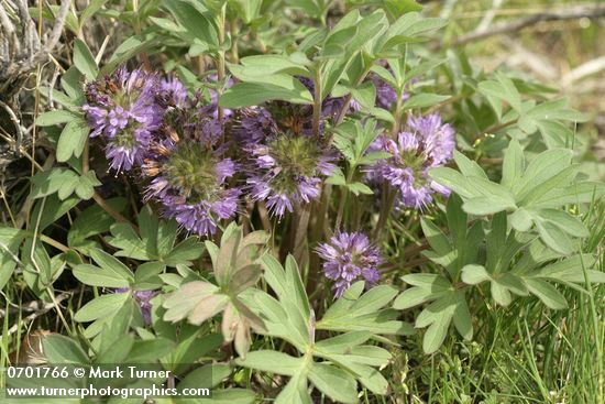 Hydrophyllum capitatum var. capitatum