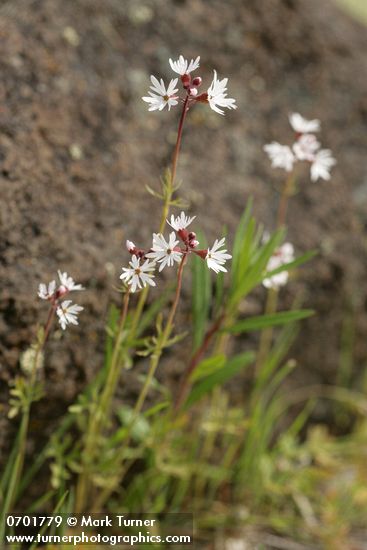 Lithophragma parviflorum