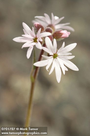 Lithophragma parviflorum