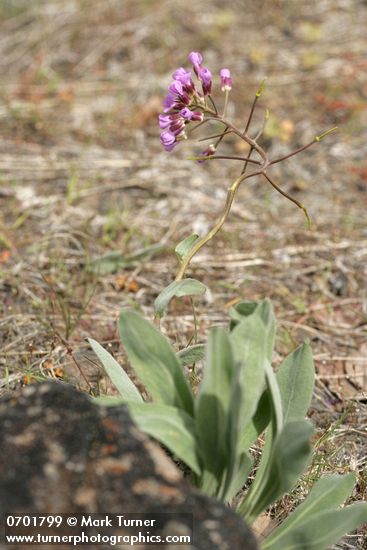 Phoenicaulis cheiranthoides