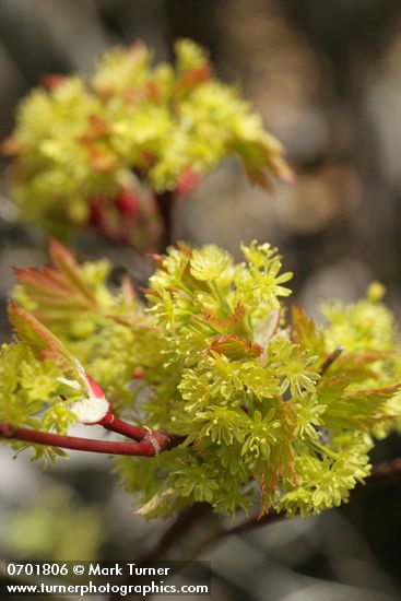 Acer glabrum var. douglasii