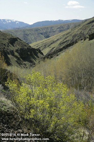 Acer glabrum var. douglasii