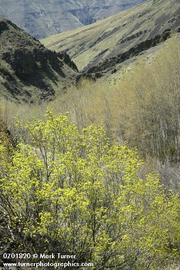 Acer glabrum var. douglasii