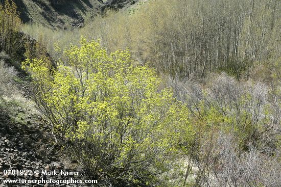 Acer glabrum var. douglasii