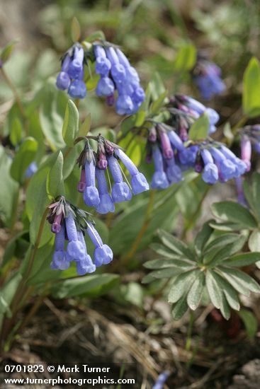 Mertensia longiflora