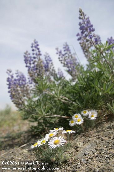 Erigeron poliospermus var. poliospermus; Lupinus bingenensis var. subsaccatus
