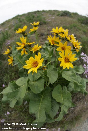 Balsamorhiza careyana