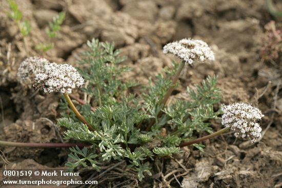 Lomatium canbyi