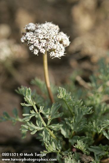 Lomatium canbyi