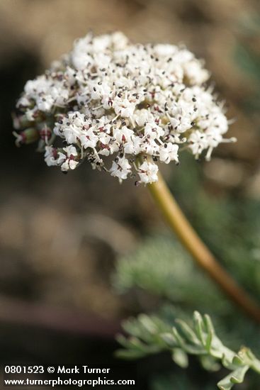 Lomatium canbyi