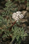 Canby's Desert Parsley