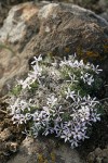 Hood's Phlox against lichen-crusted rock