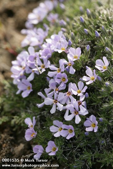 Phlox hoodii
