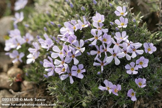Phlox hoodii